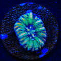 Ultra Button Scolymia Coral