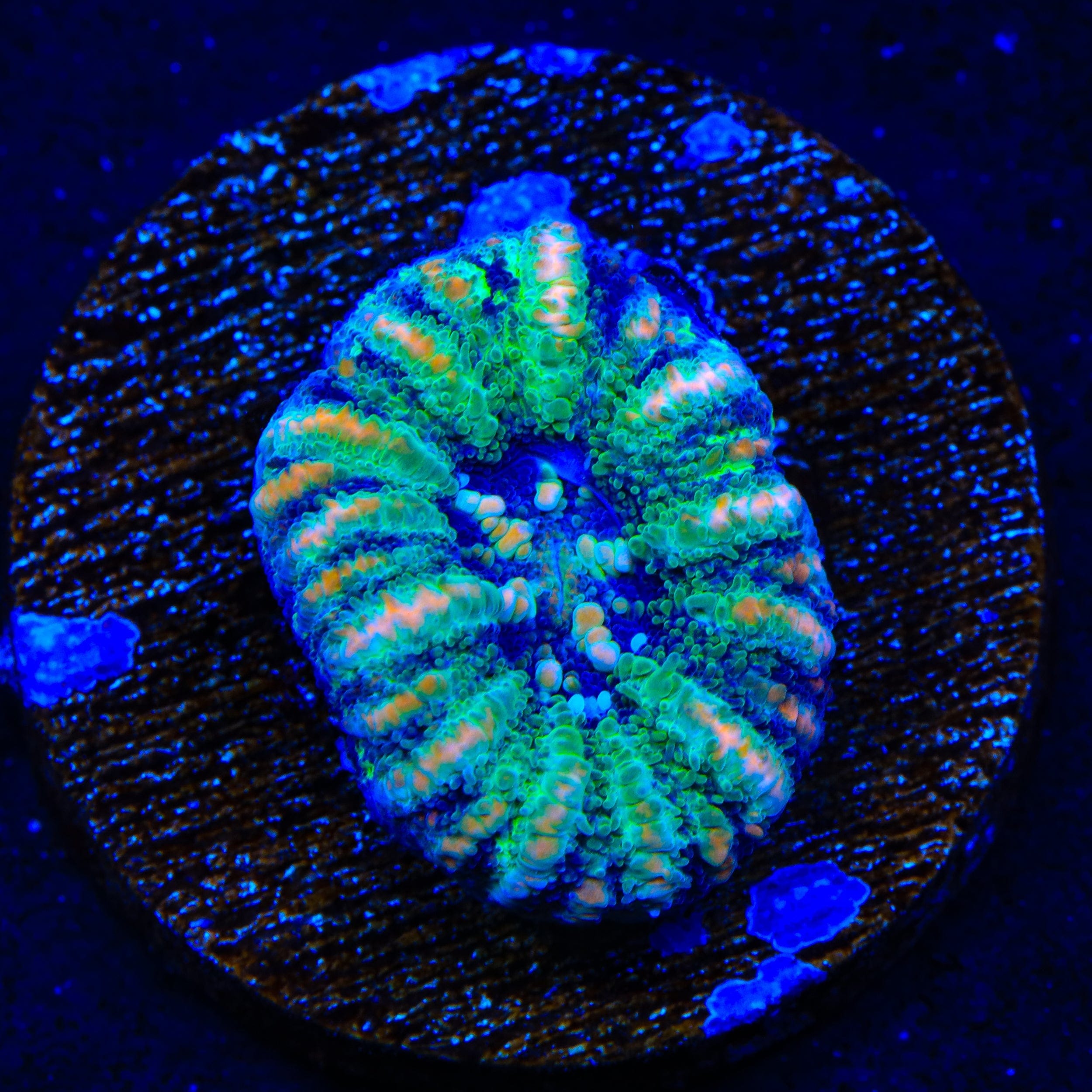 Ultra Button Scolymia Coral