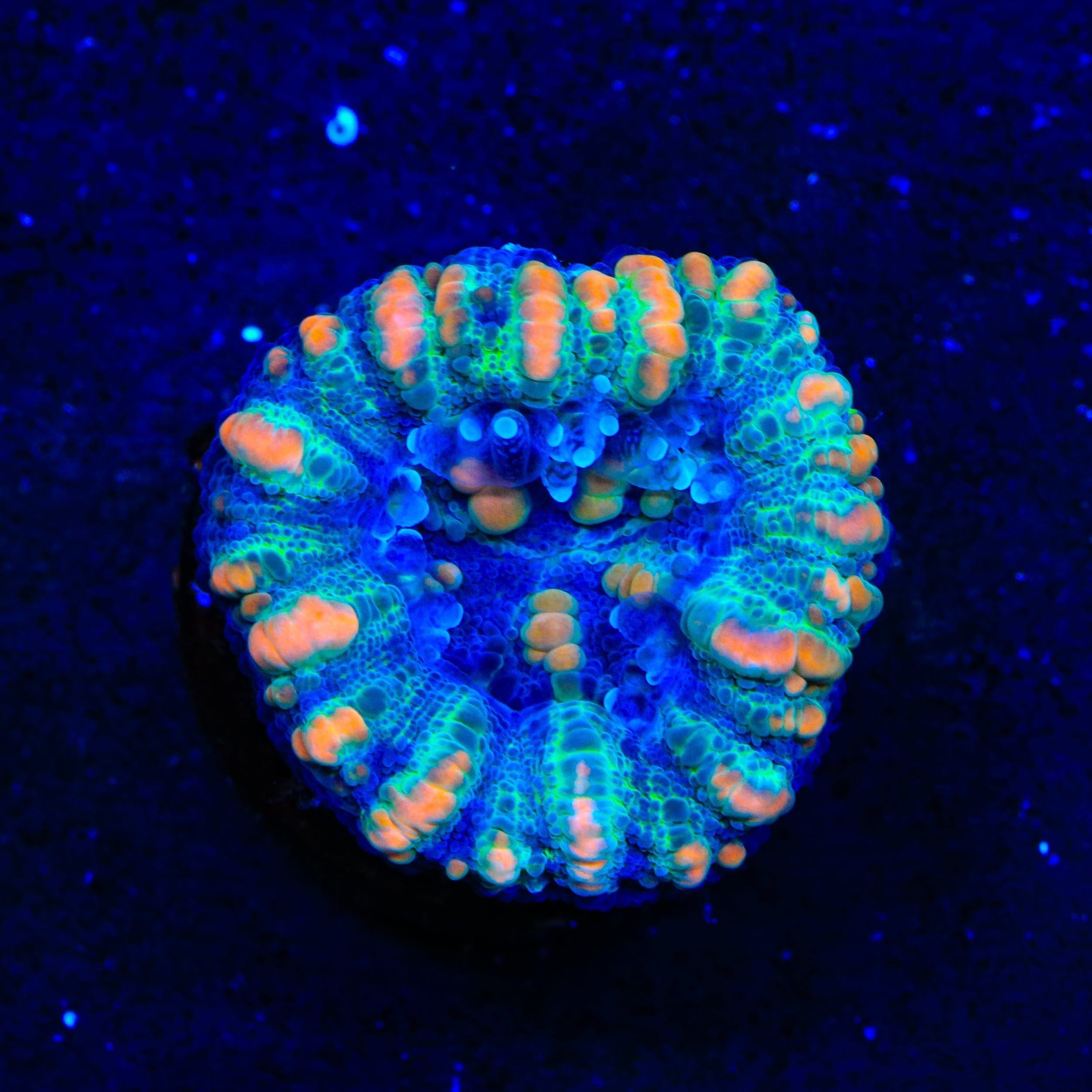 Ultra Button Scolymia Coral
