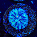 Ultra Button Scolymia Coral