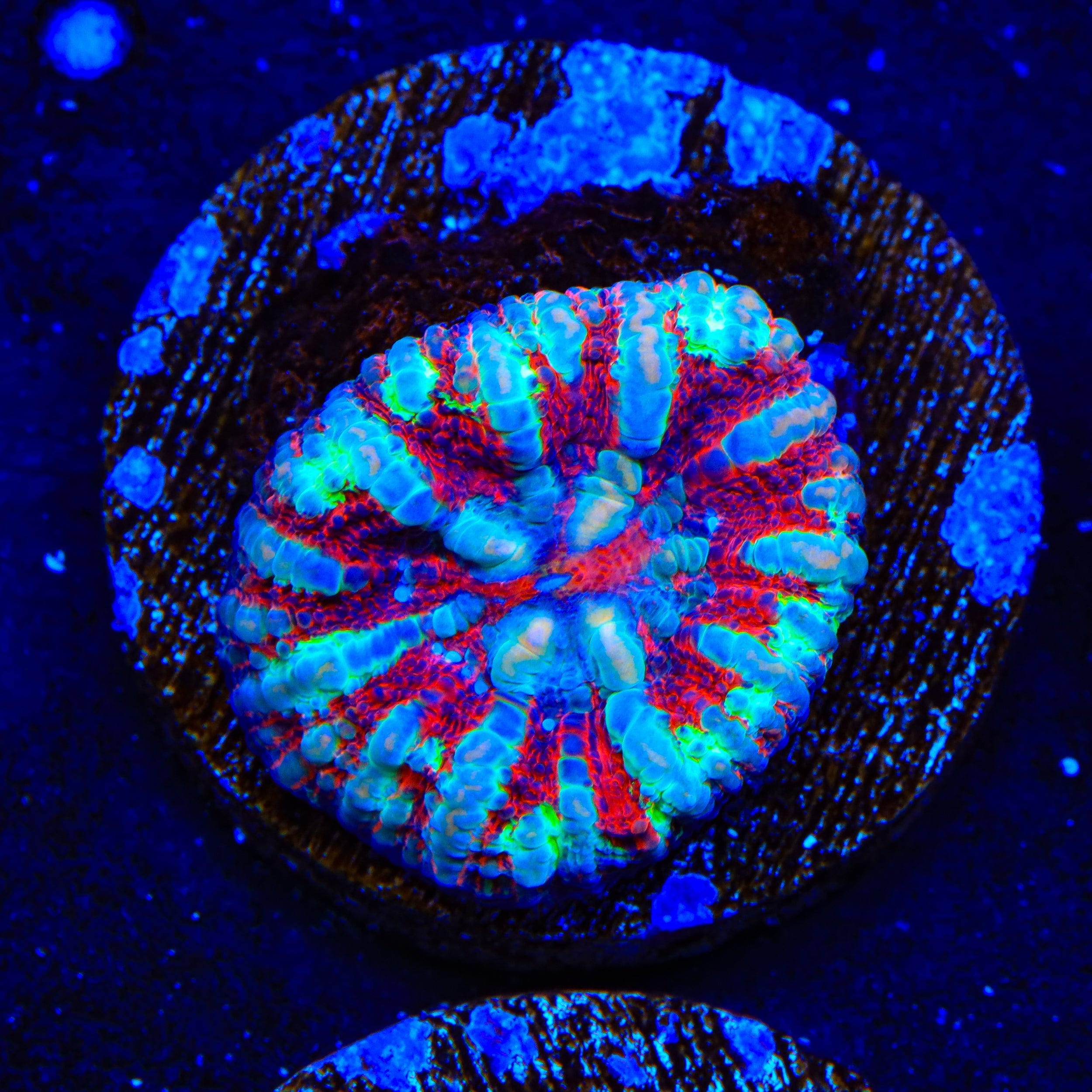 Ultra Button Scolymia Coral