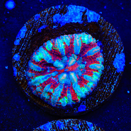 Ultra Button Scolymia Coral