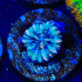 Ultra Button Scolymia Coral
