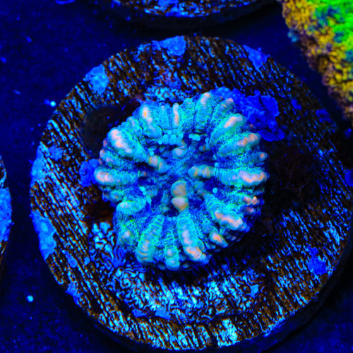 Ultra Button Scolymia Coral