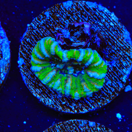 Ultra Button Scolymia Coral