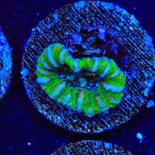 Ultra Button Scolymia Coral