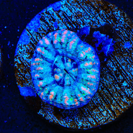 Ultra Button Scolymia Coral