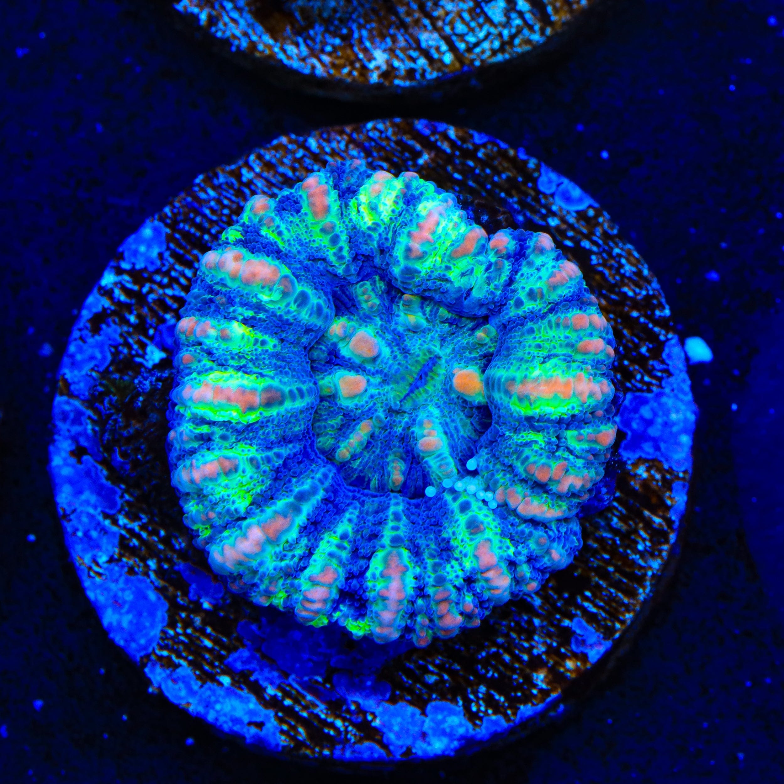 Ultra Button Scolymia Coral