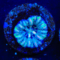Ultra Button Scolymia Coral