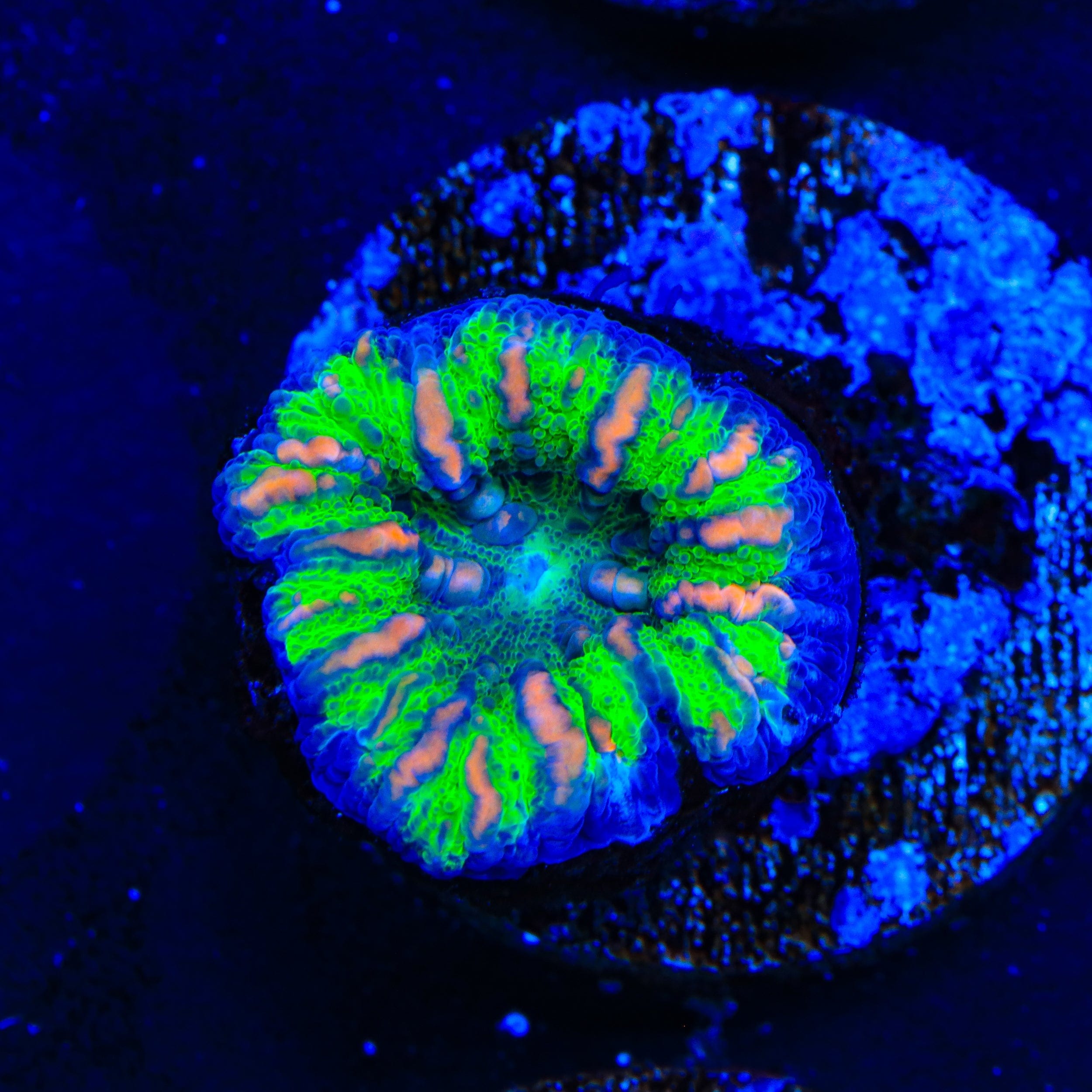 Ultra Button Scolymia Coral