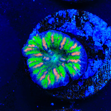 Ultra Button Scolymia Coral