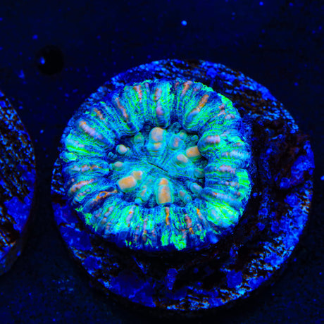 Ultra Button Scolymia Coral