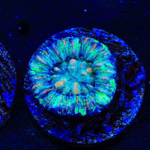 Ultra Button Scolymia Coral