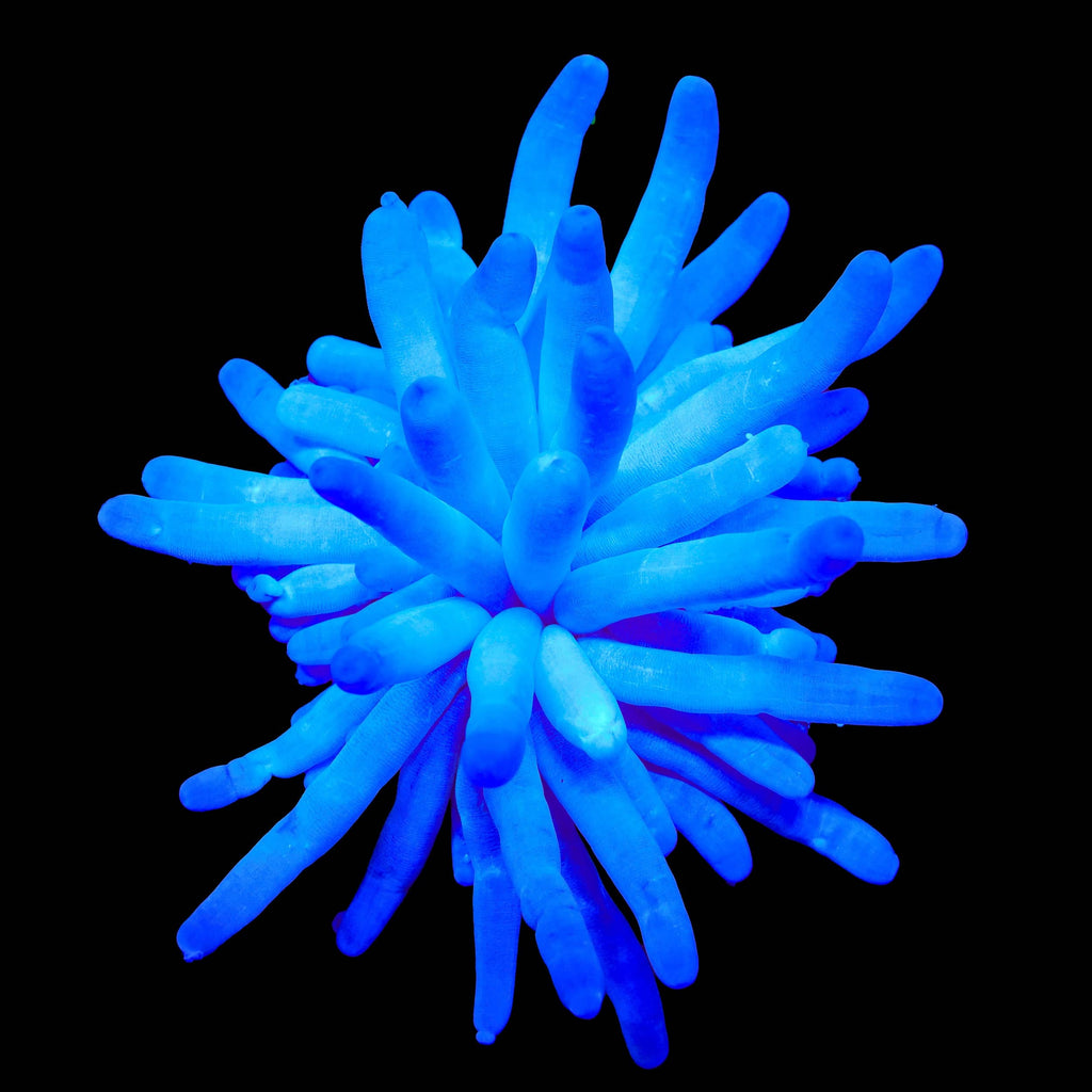Ultra Condy Anemone