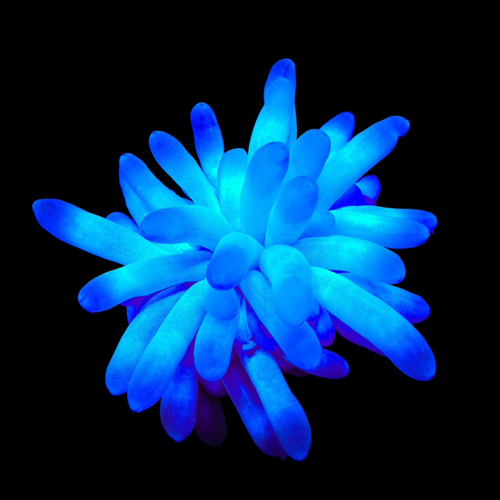 Ultra Condy Anemone