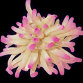 Ultra Condy Anemone