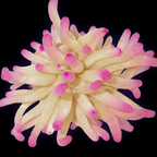 Ultra Condy Anemone