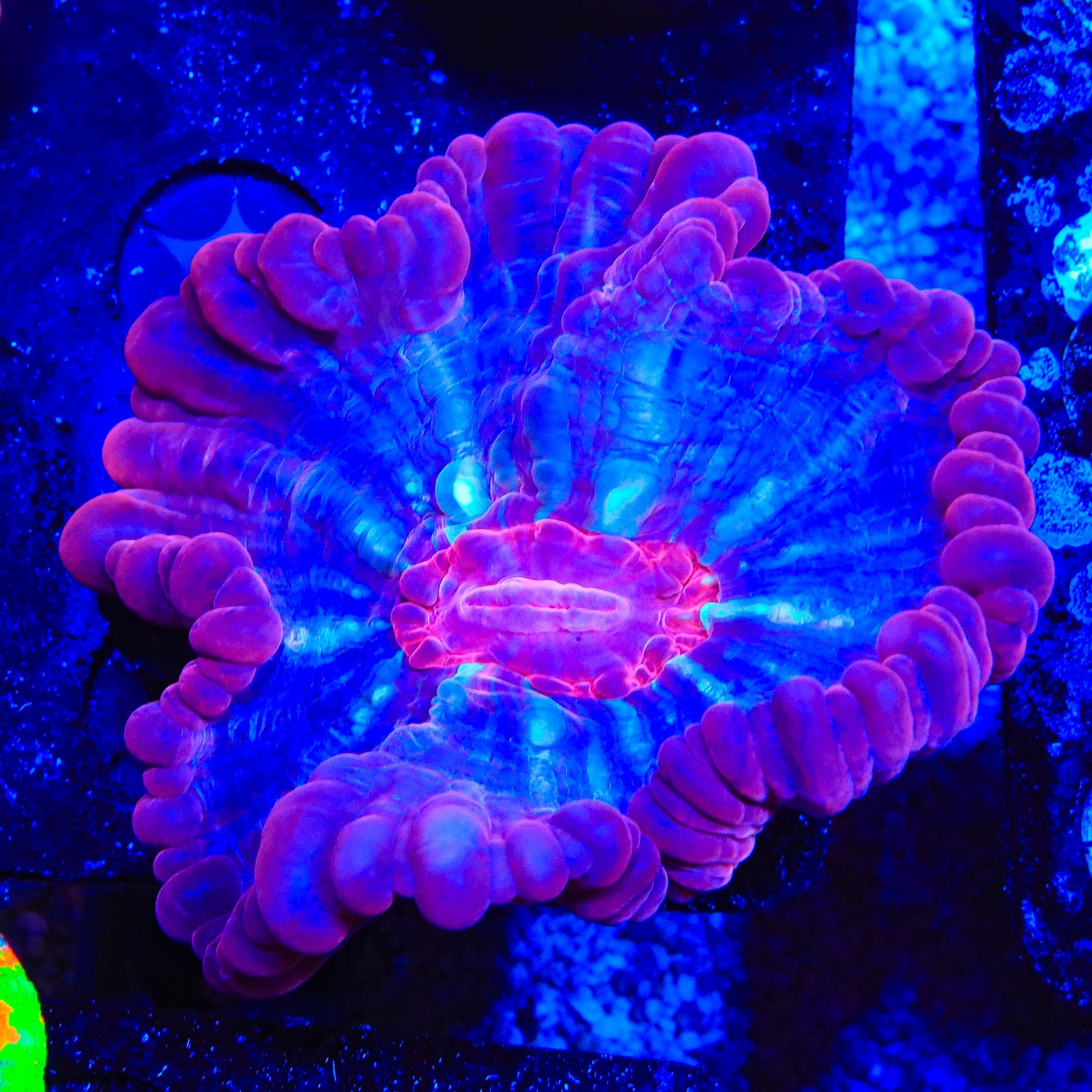 Ultra Cynarina Coral