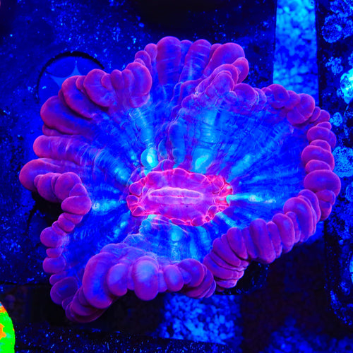 Ultra Cynarina Coral