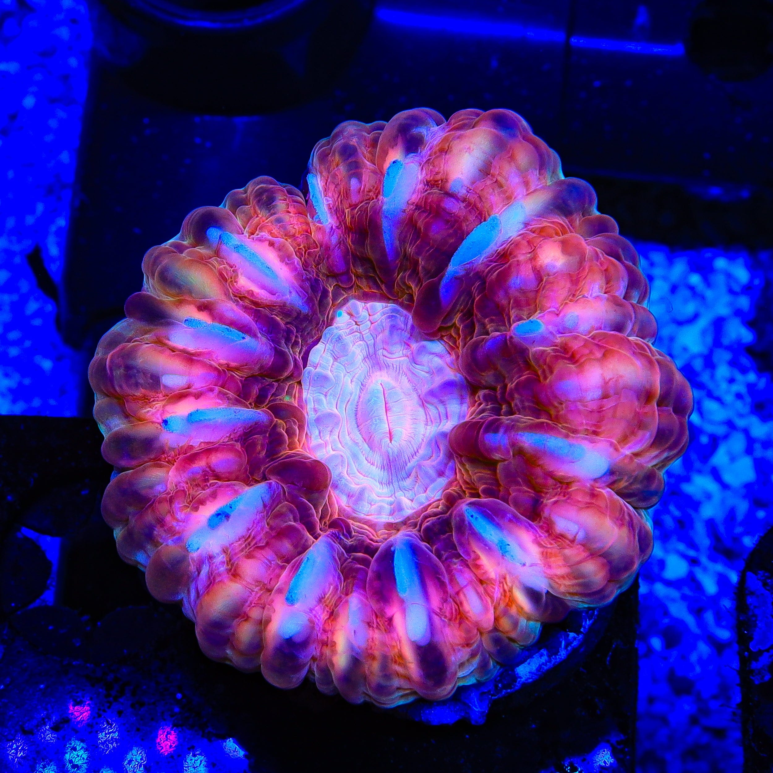 Ultra Cynarina Coral