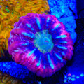 Ultra Cynarina Coral