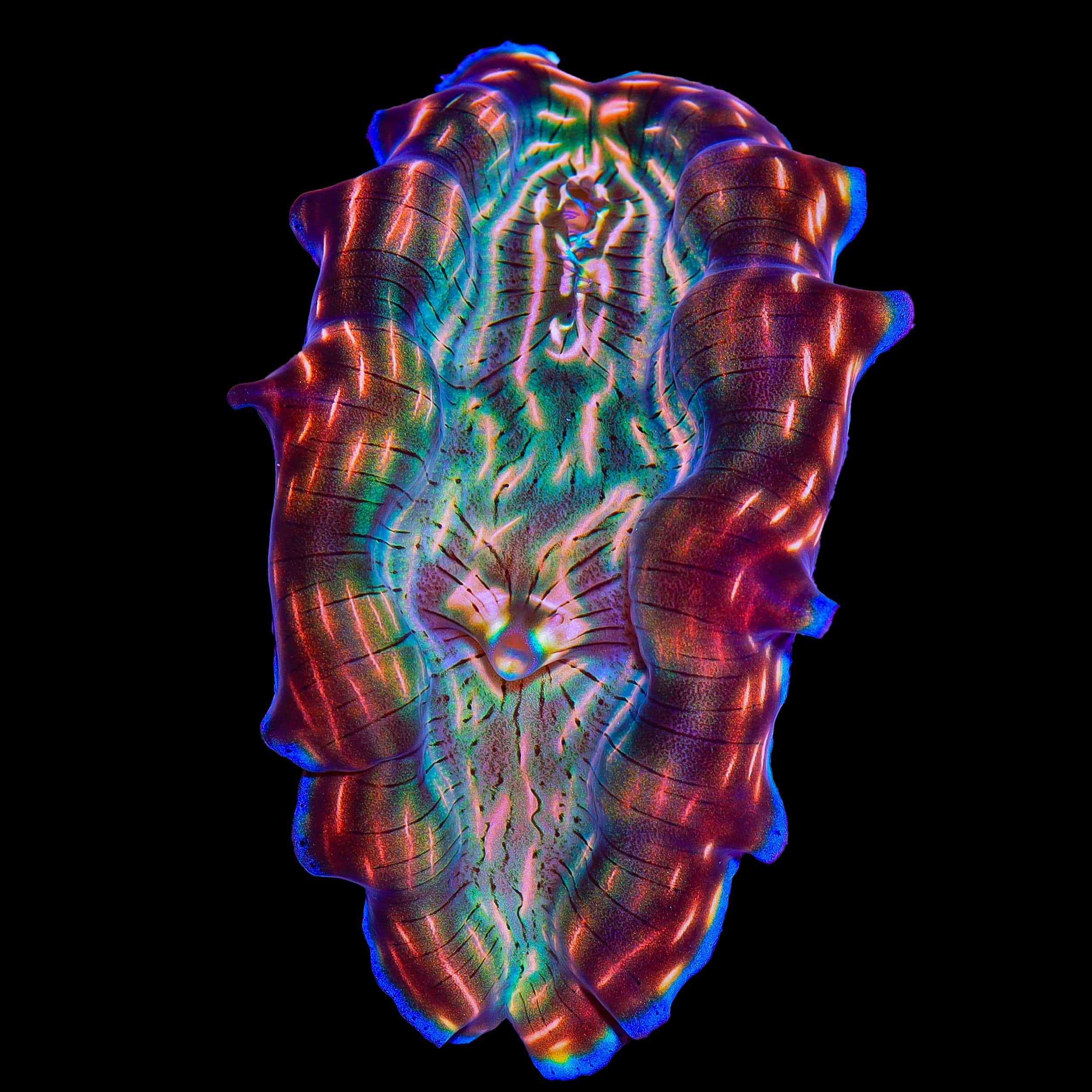 Ultra Derasa Clam