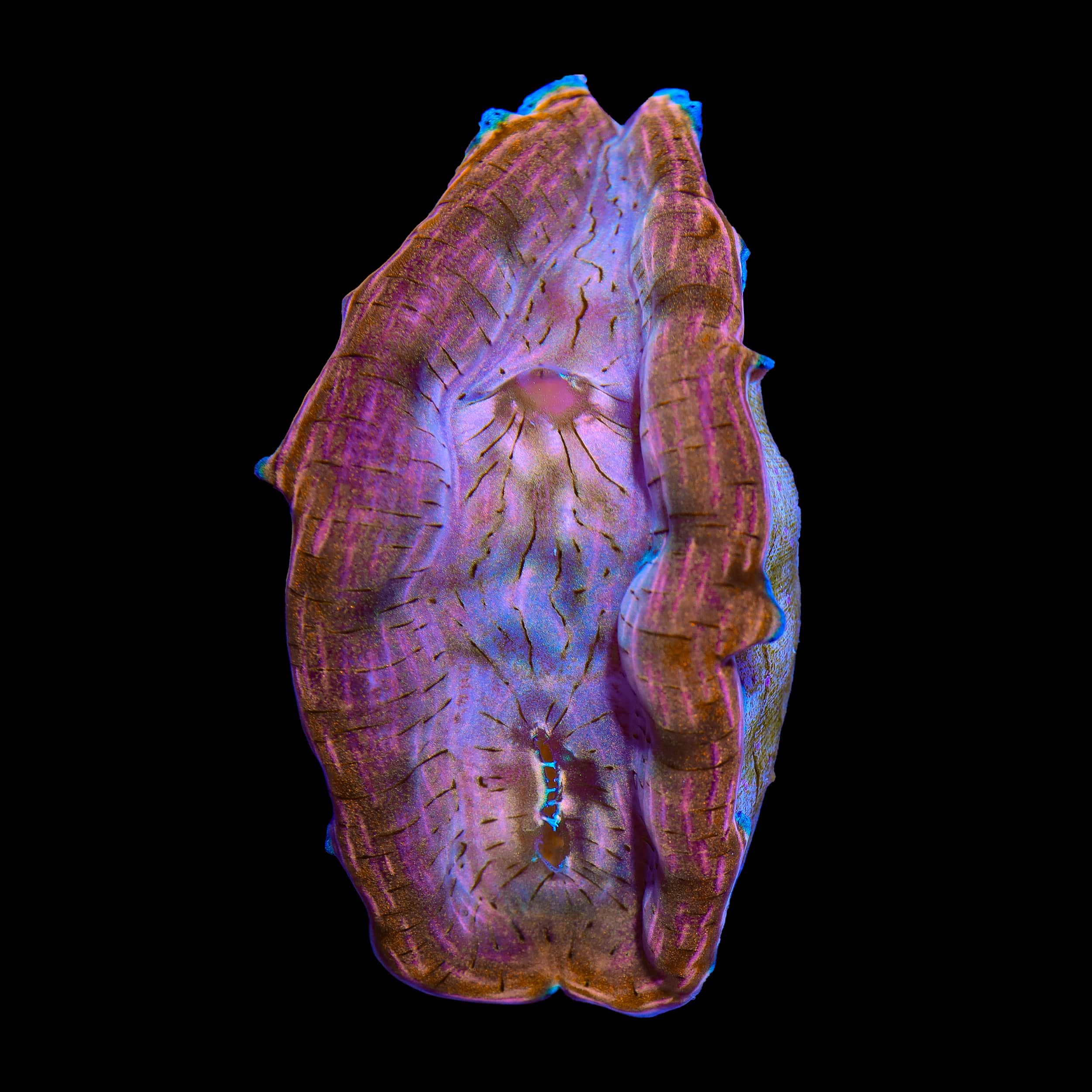Ultra Derasa Clam 2"