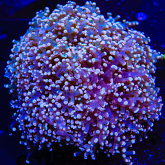 Ultra Frogspawn Colony Coral