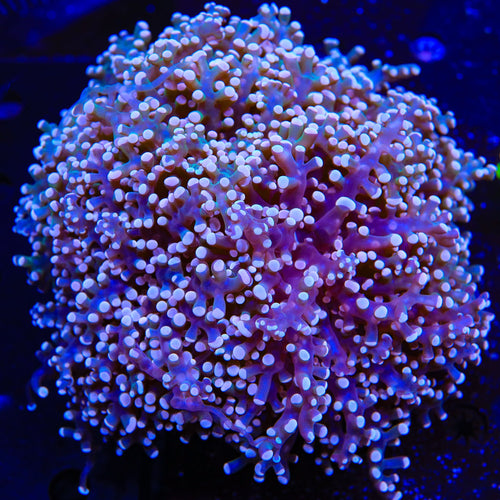 Ultra Frogspawn Colony Coral