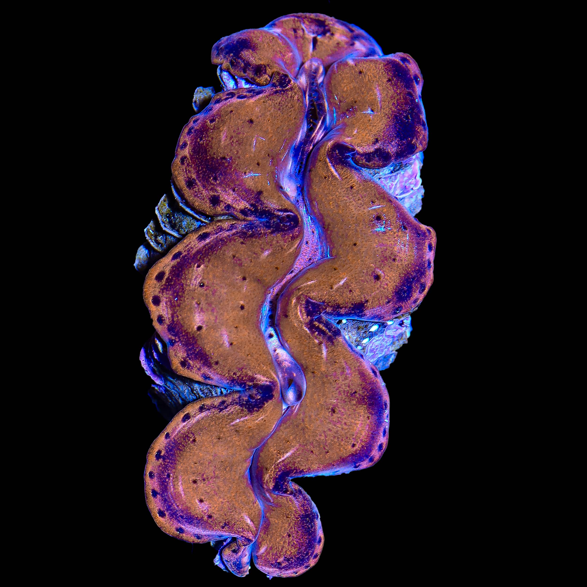 Ultra Gold Squamosa Clam 2"