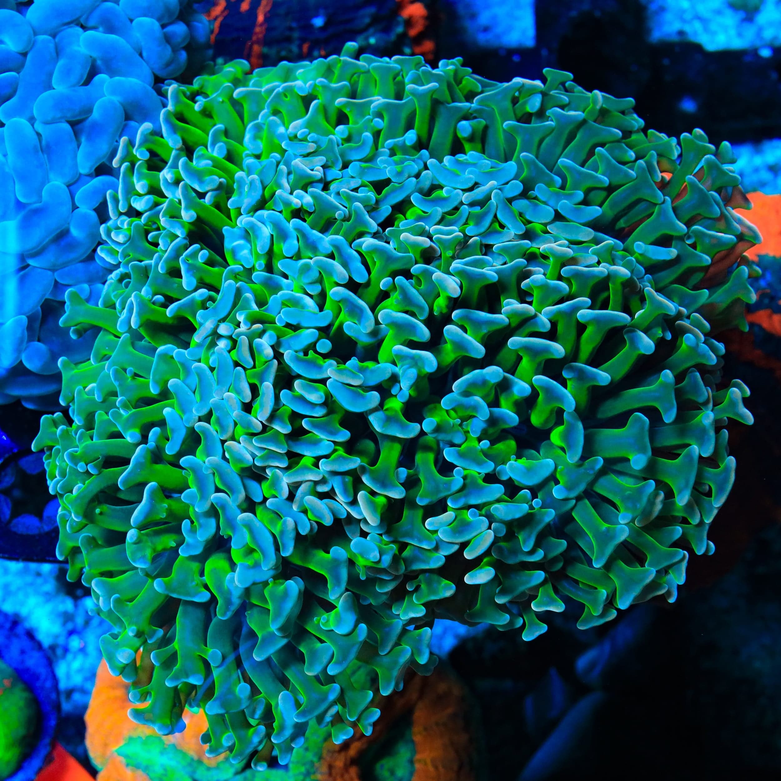 Ultra Hammer Wall Hammer Coral