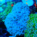 Ultra Hammer Wall Hammer Coral