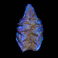 Ultra Hippopus Clam 2"