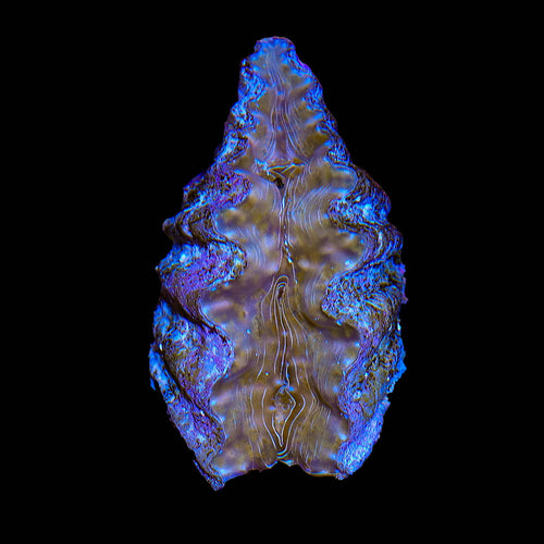Ultra Hippopus Clam 2"