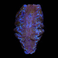 Ultra Hippopus Clam 2"