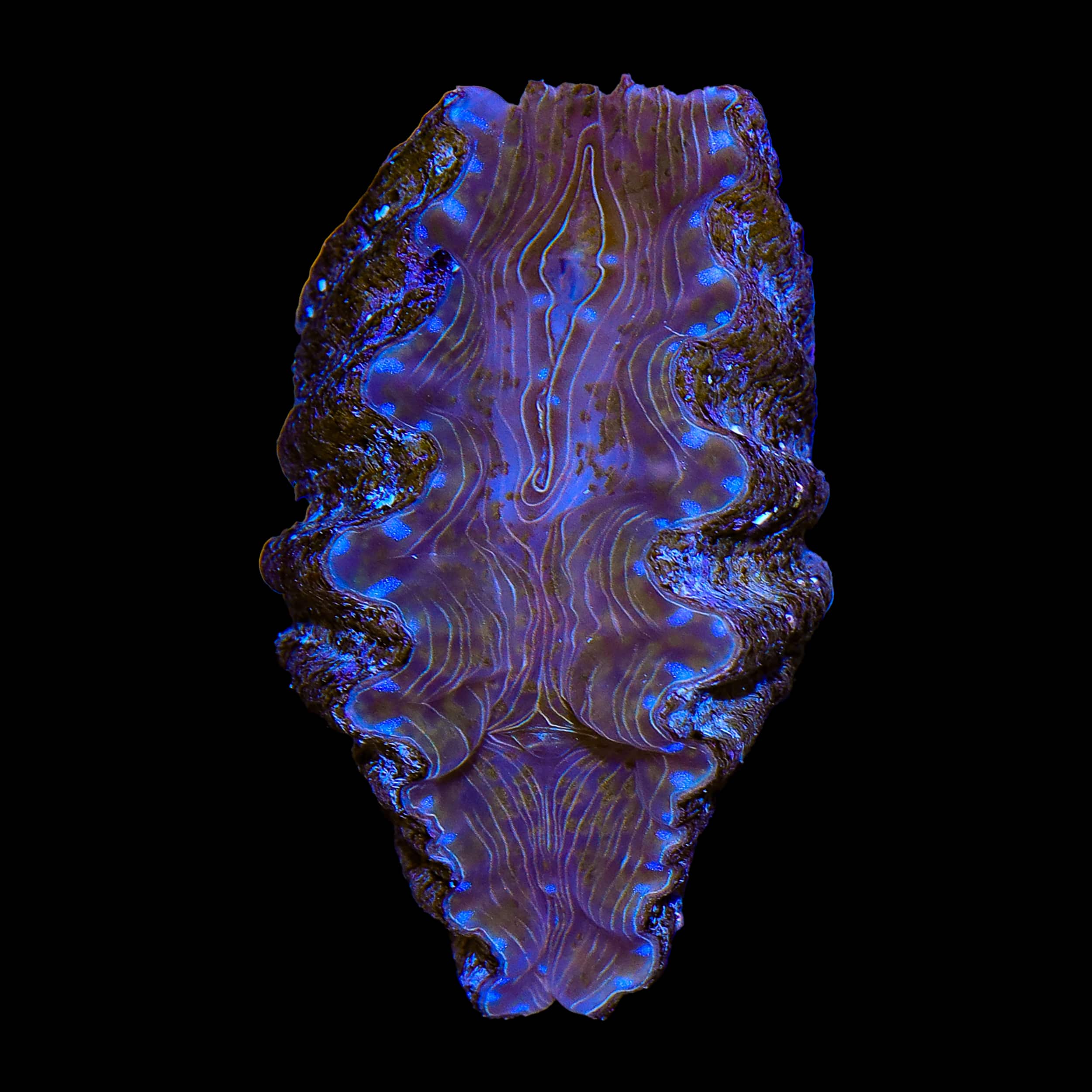 Ultra Hippopus Clam 2"