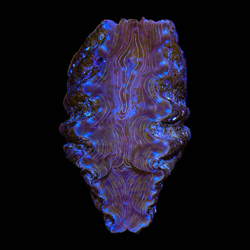 Ultra Hippopus Clam 2"