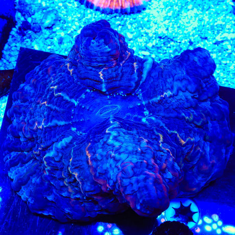 Ultra Indophyllia Coral