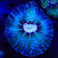 Ultra Indophyllia Coral