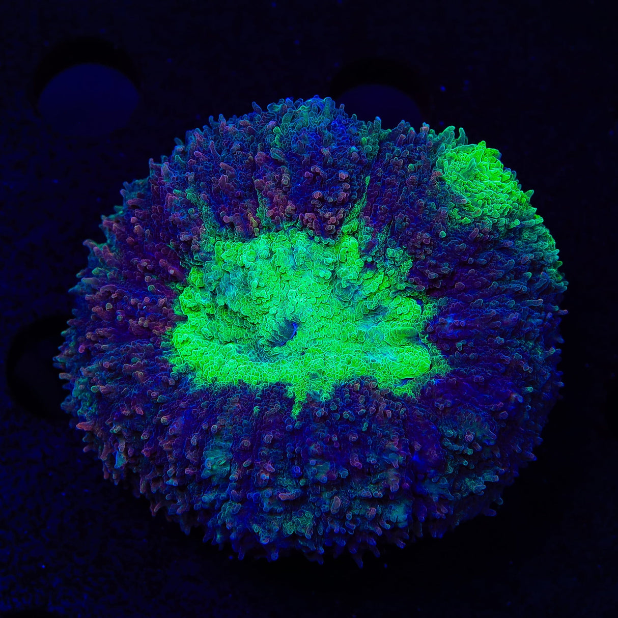 Ultra Lobophyllia Coral