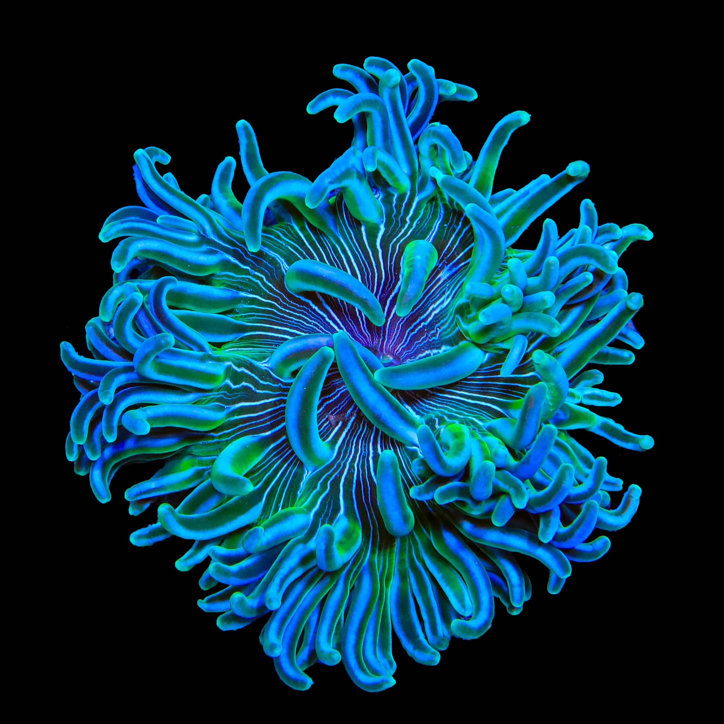 Ultra Long Tentacle Anemone – Top Shelf Aquatics