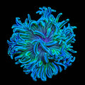 Ultra Long Tentacle Anemone