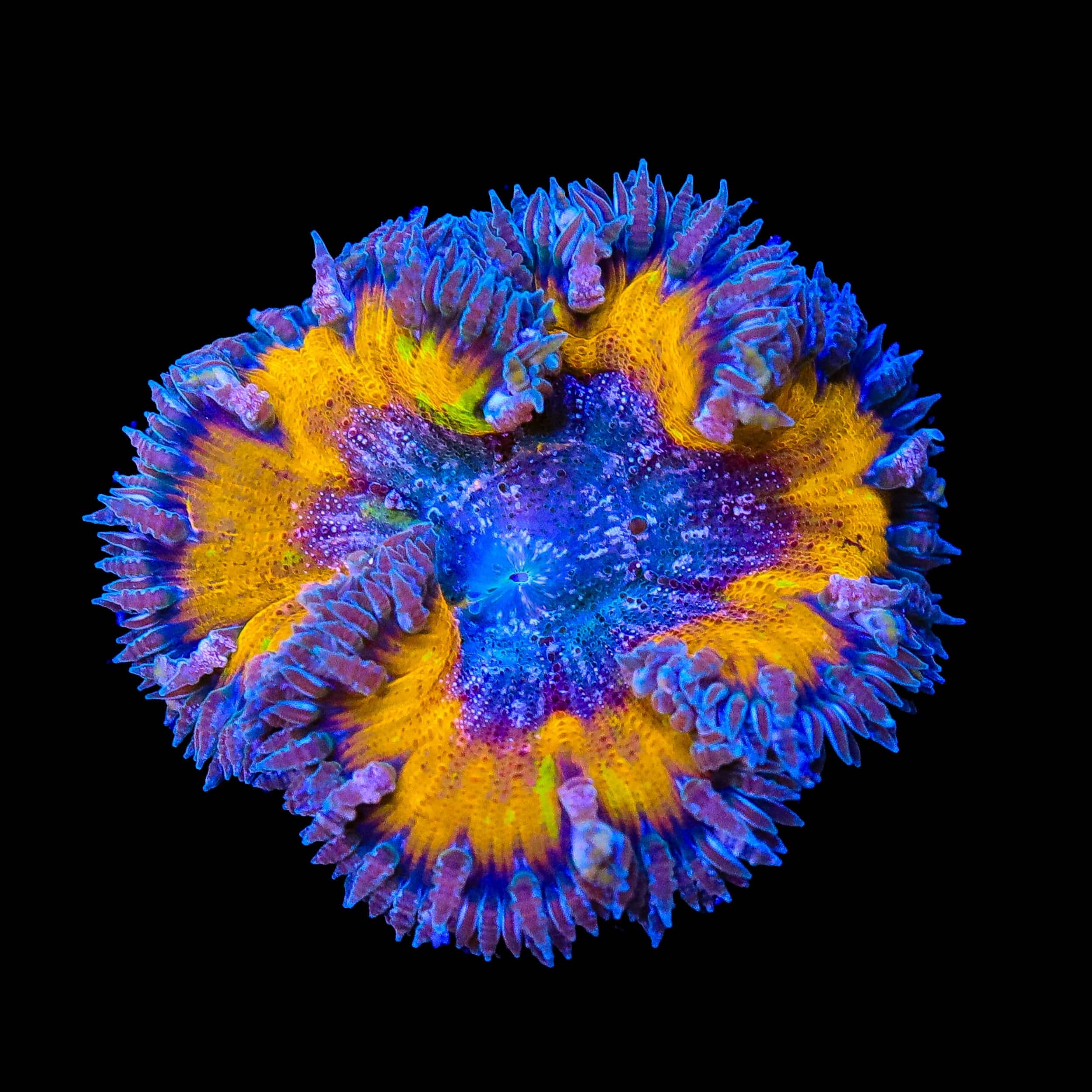 Ultra Orange Rock Flower Anemone