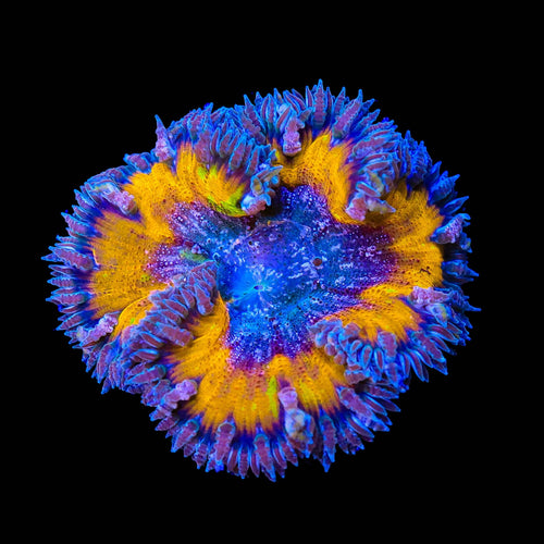 Ultra Orange Rock Flower Anemone