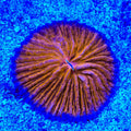 Ultra Plate Coral