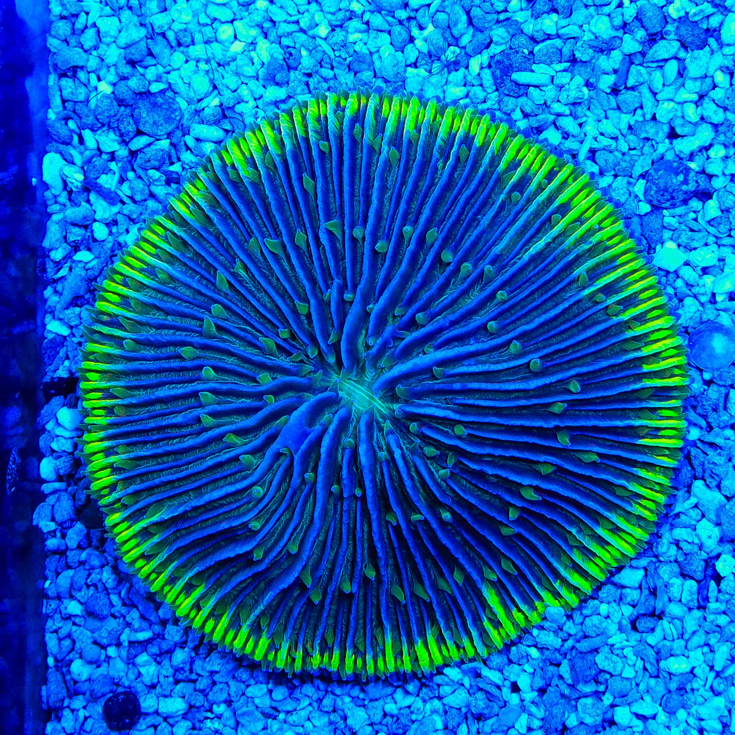 Ultra Plate Coral