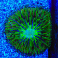 Ultra Plate Coral