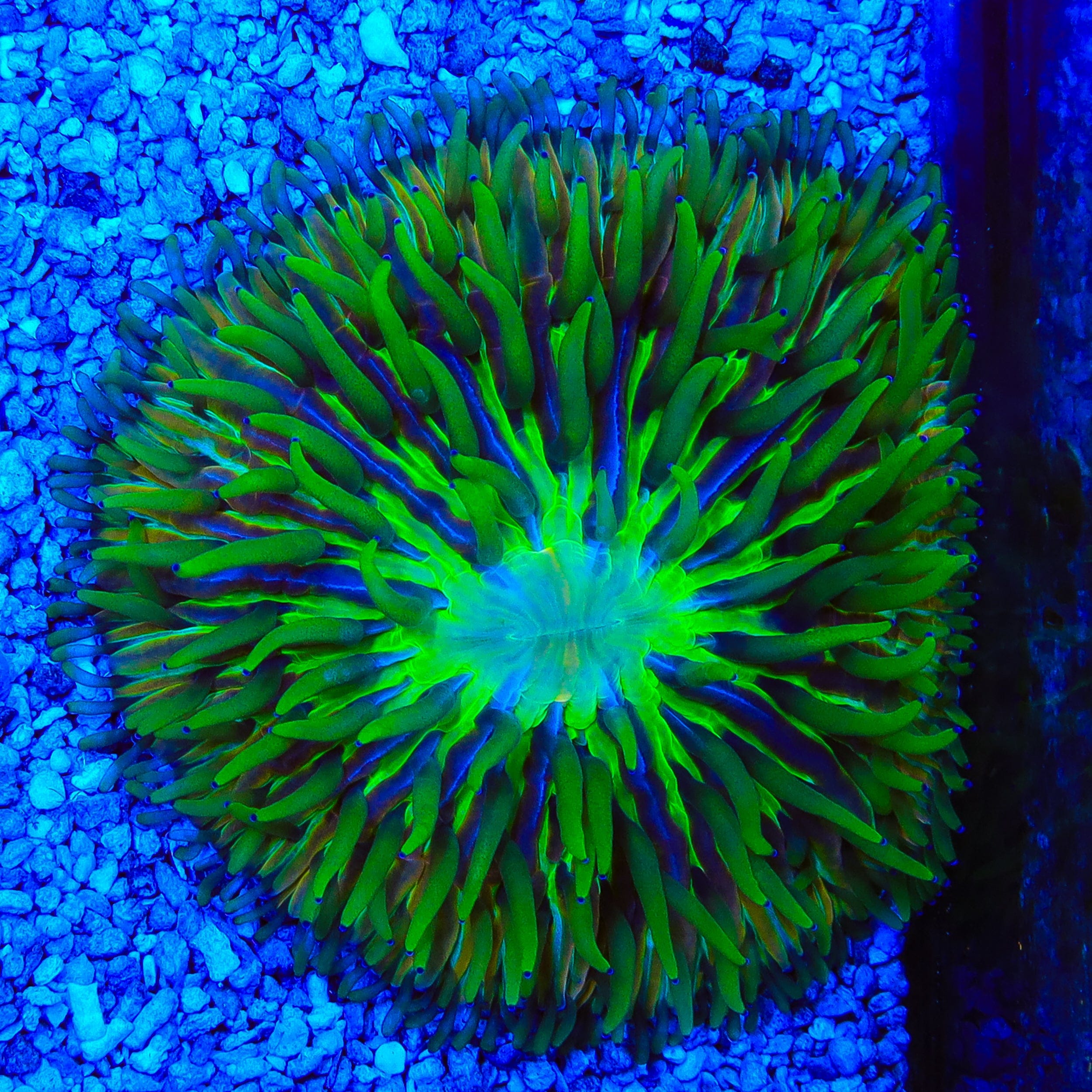 Ultra Plate Coral