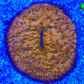 Ultra Plate Coral