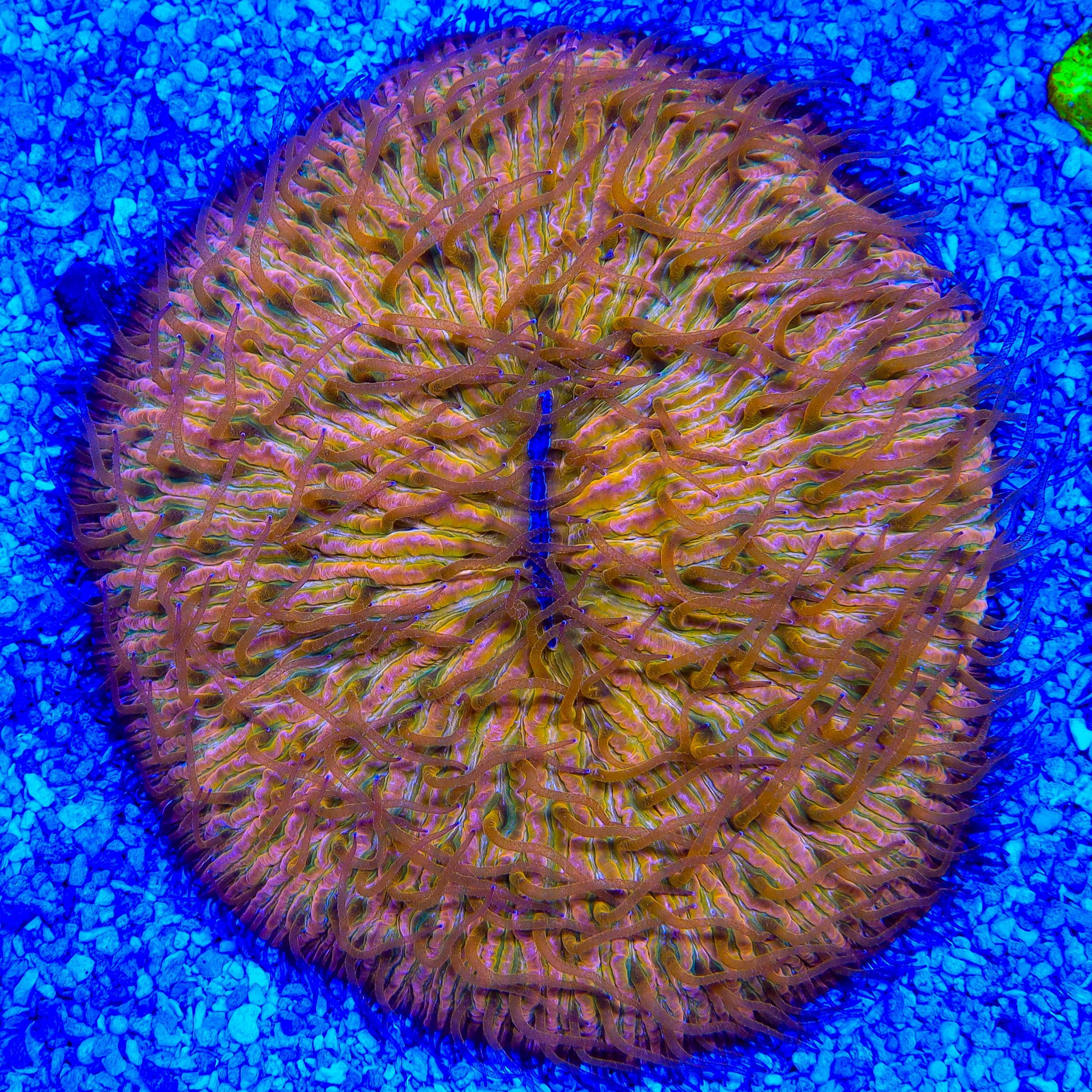 Ultra Plate Coral